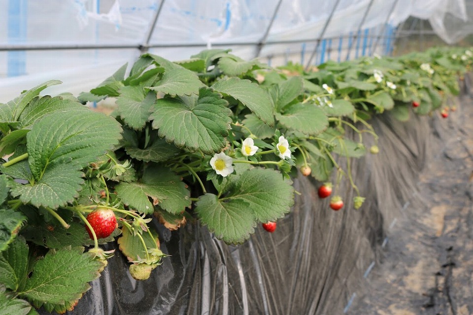 Strawberry field