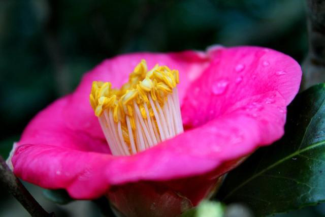 Camellia