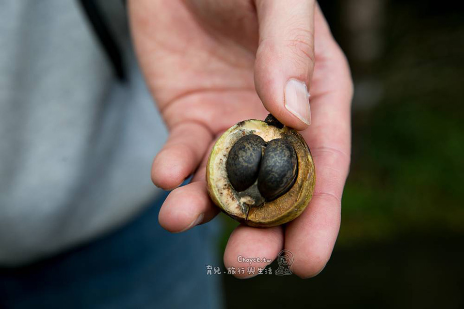 Camellia fruit