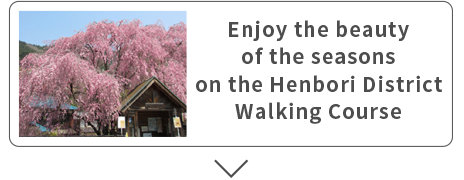 Enjoy the beauty of the seasons on the Henbori District Walking Course