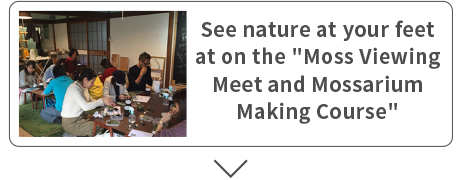 See nature at your feet at on the "Moss Viewing Meet and Mossarium Making Course"