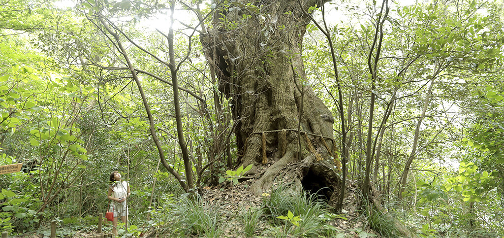 知られざる巨樹のワンダーランド 火山の島・三宅島でアーストリップ