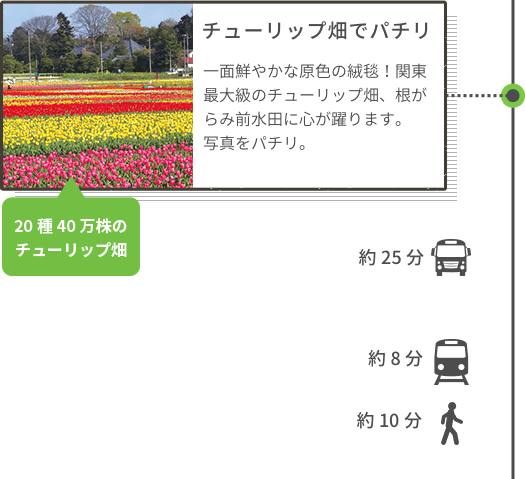 チューリップ畑でパチリ 一面鮮やかな原色の絨毯!関東最大級のチューリップ畑、根がらみ前水田に心が躍ります。写真をパチリ。