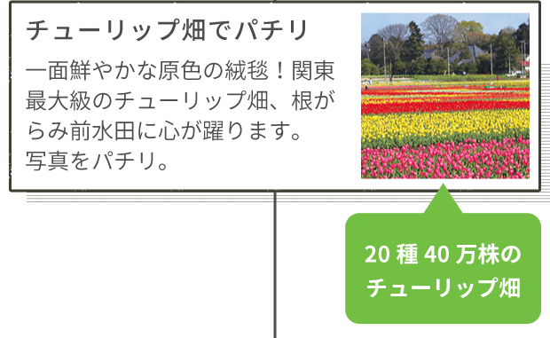 チューリップ畑でパチリ 一面鮮やかな原色の絨毯!関東最大級のチューリップ畑、根がらみ前水田に心が躍ります。写真をパチリ。