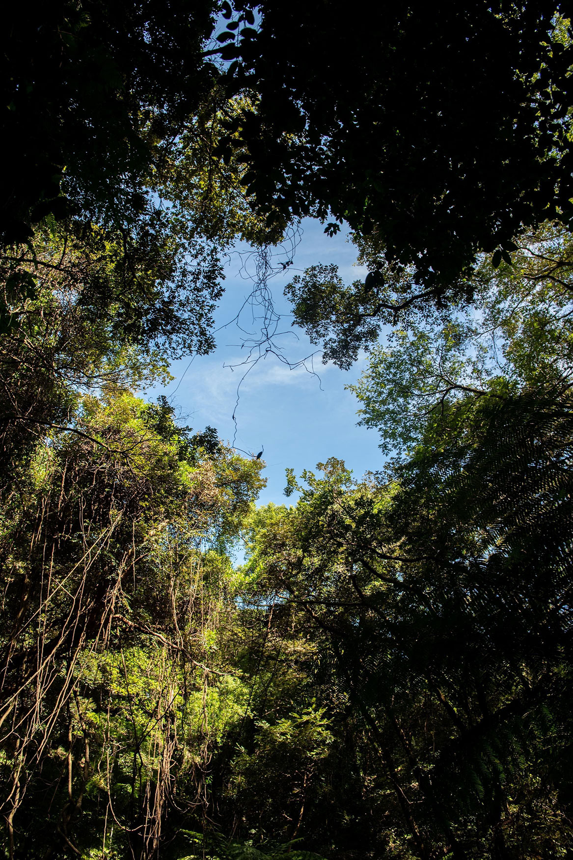 南米のジャングルのような裏見ヶ滝の森の風景