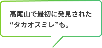 高尾山で最初に発見された“タカオスミレ”も。