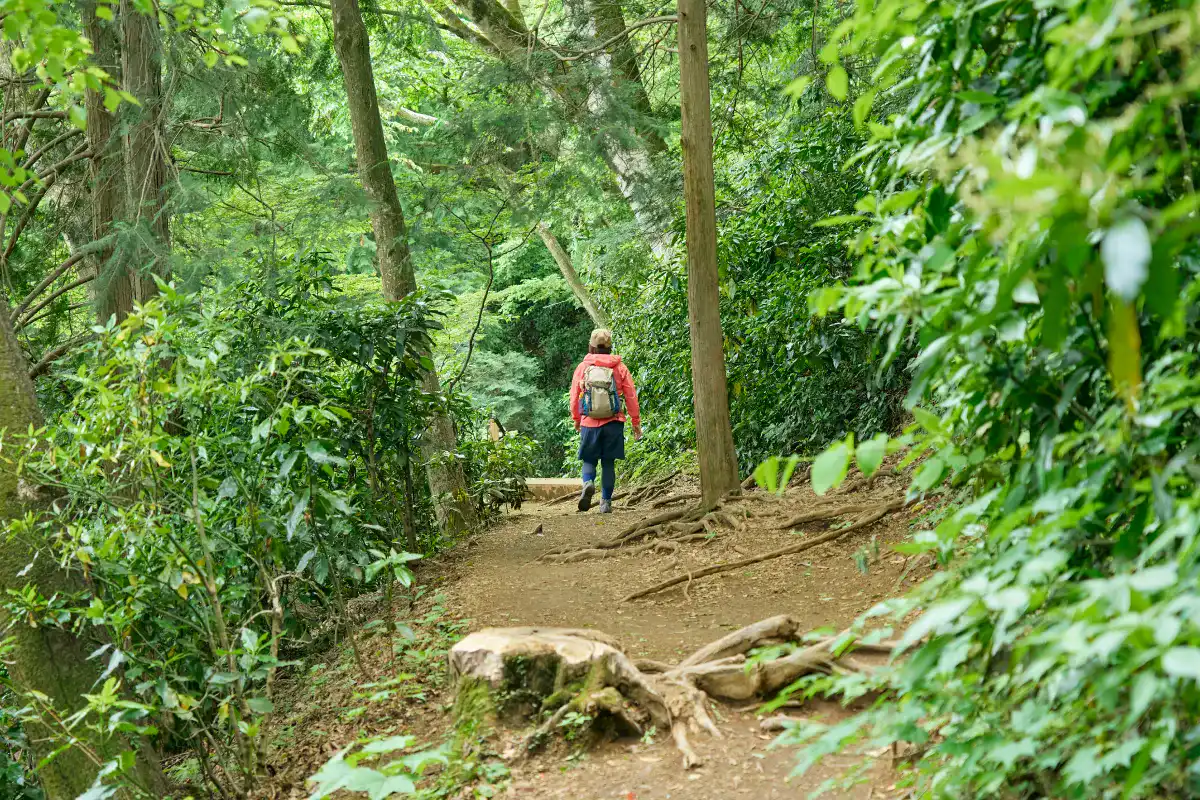 木の根を超えて登山道を奥に進んでいくかほさん