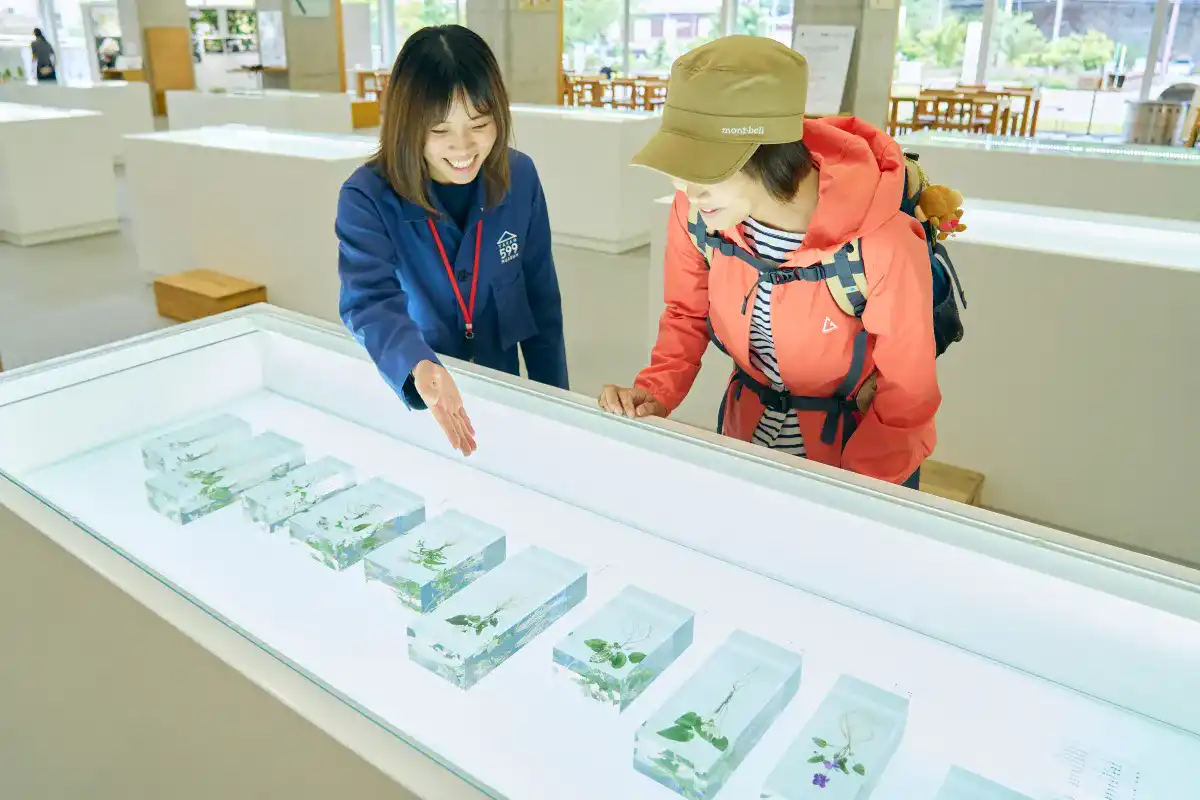 タカオスミレのショーケースで学芸員さんの説明を受けるかほさん