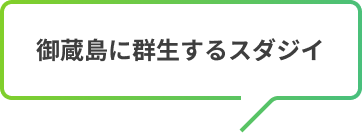 御蔵島に群生するスダジイ