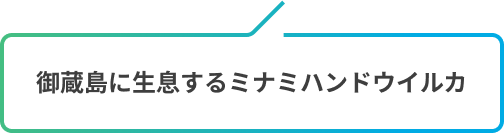 御蔵島に生息するミナミハンドウイルカ