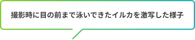 撮影時に目の前まで泳いできたイルカを激写した様子