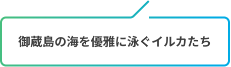 御蔵島の海を優雅に泳ぐイルカたち