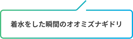 着水をした瞬間のオオミズナギドリ