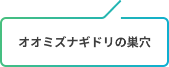 オオミズナギドリの巣穴