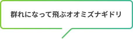 群れになって飛ぶオオミズナギドリ