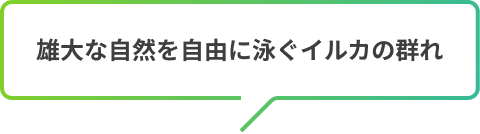 雄大な自然を自由に泳ぐイルカの群れ