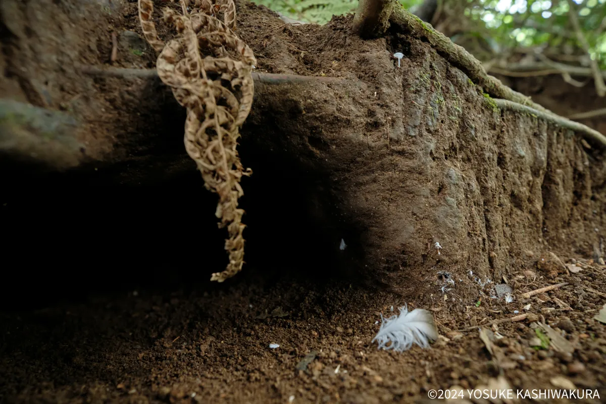 原生林の木の根元に掘られたオオミズナギドリの巣穴。白い羽根が落ちている