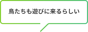 鳥たちも遊びに来るらしい