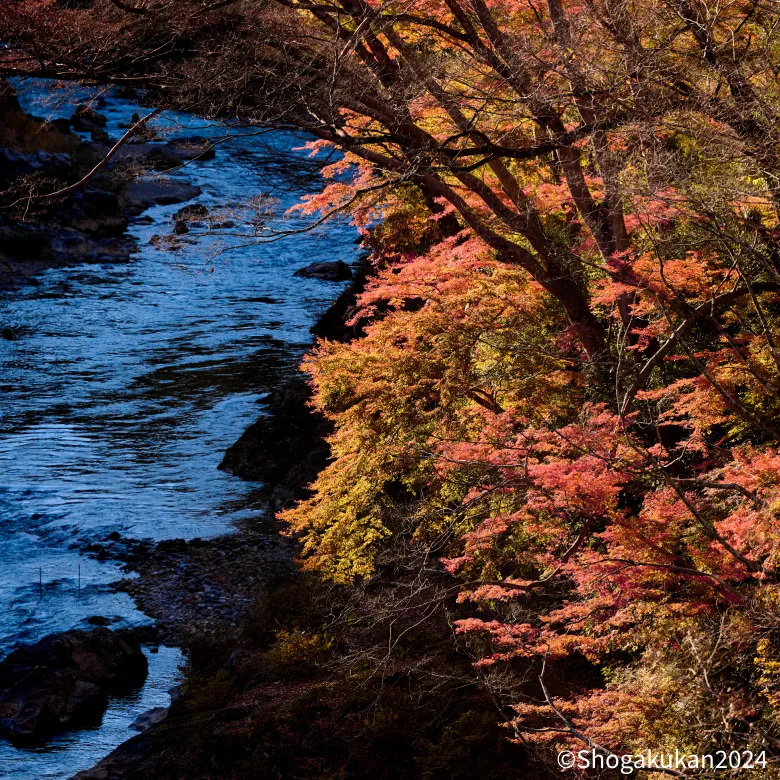 紅葉と清流のコントラストが美しい青梅の景色