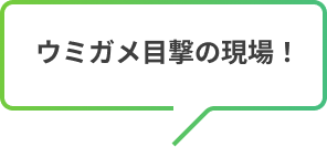 ウミガメ目撃の現場！