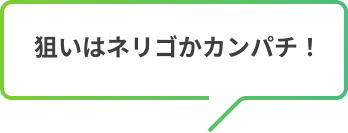 狙いはネリゴかカンパチ