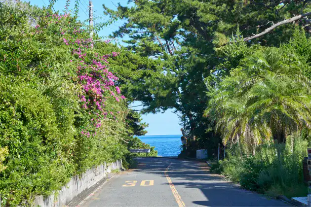 養殖場付近までの緑がきれいな道