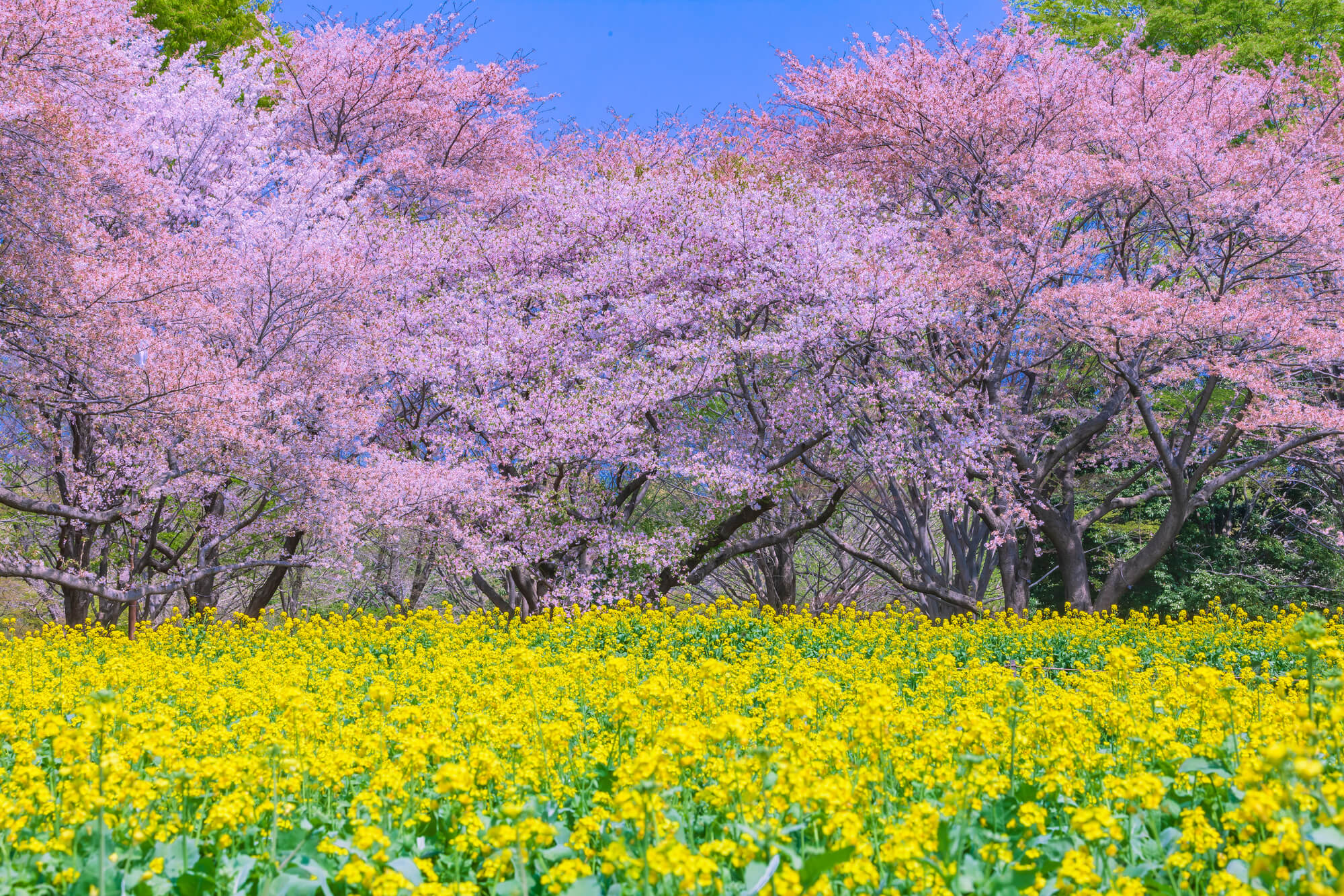 昭和記念公園の桜と菜の花の風景