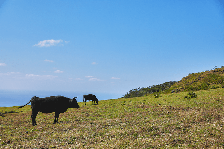 放牧された牛の自然体な姿が見られるのも魅力的。