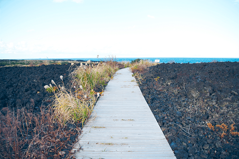 溶岩に囲まれた散歩道。三宅島の自然を近くで感じることができます。