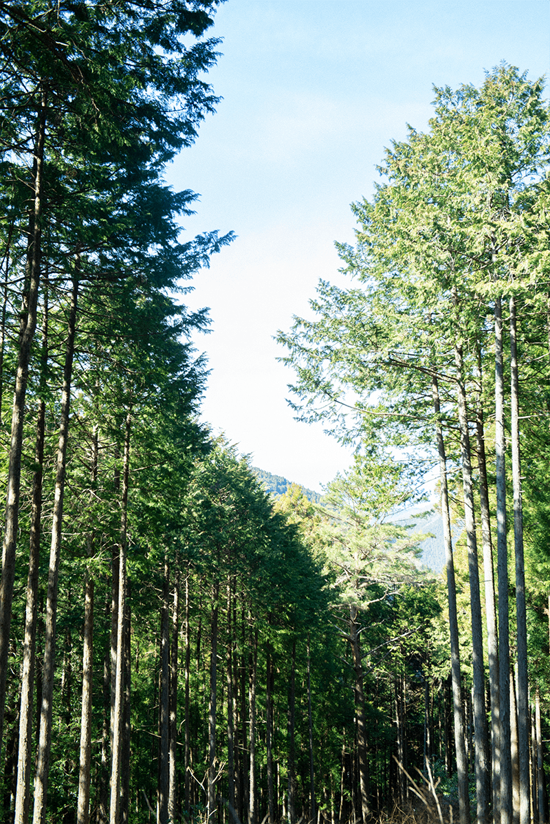 見渡すかぎり木、木、木。スギ、ヒノキなど背の高い針葉樹がずらり。環境省の全国巨樹・巨木林調査で1,000本の巨樹が確認されているほど、奥多摩町は緑に溢れている。