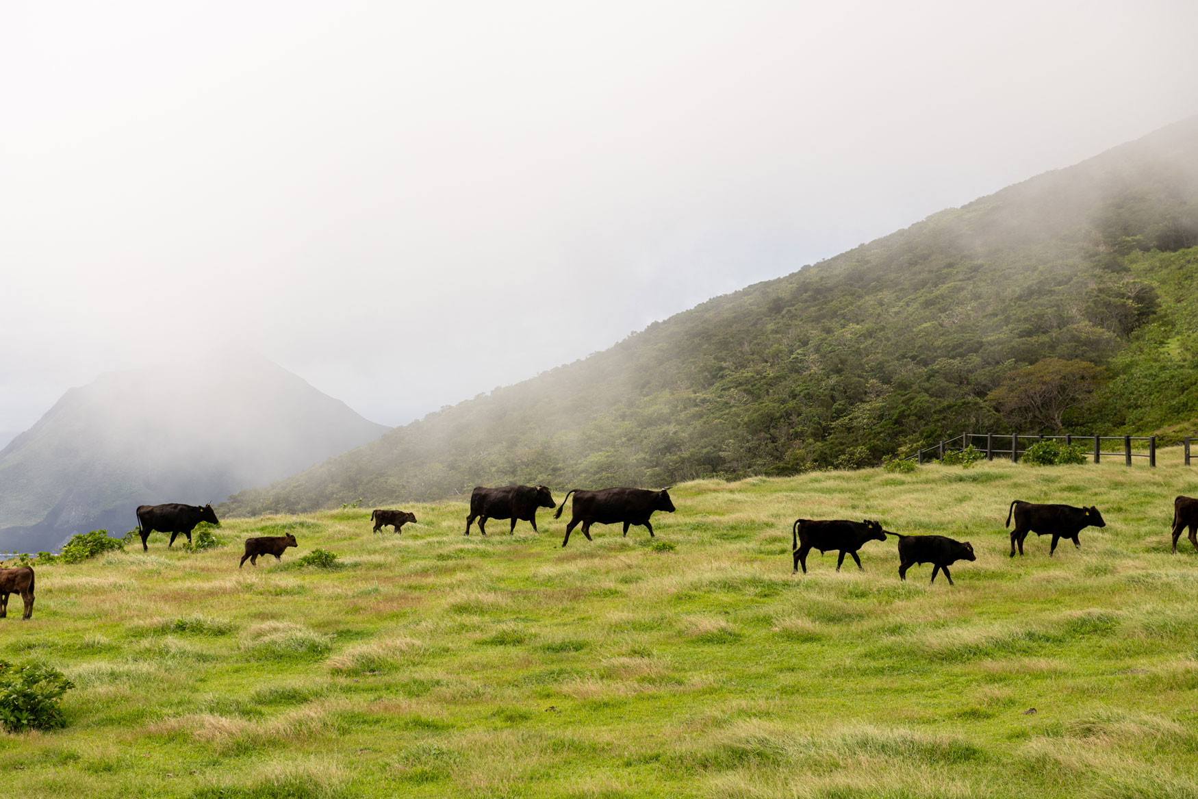 「ふれあい牧場」で放牧されているジャージー牛