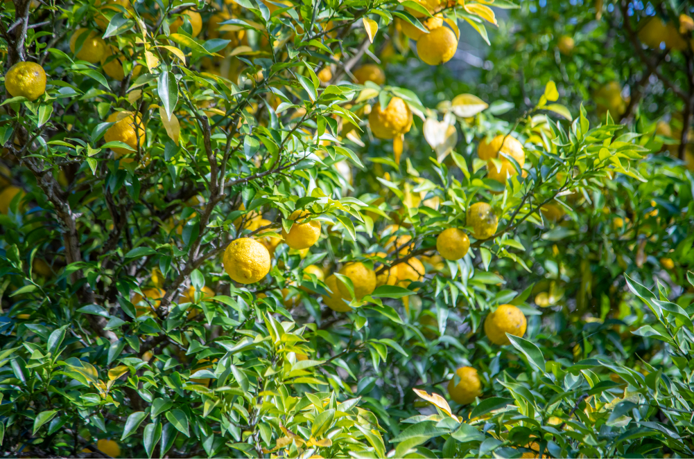緑の葉の中に黄色い柑橘類が実っている