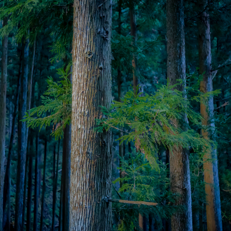 大きな檜が立ち並ぶ林